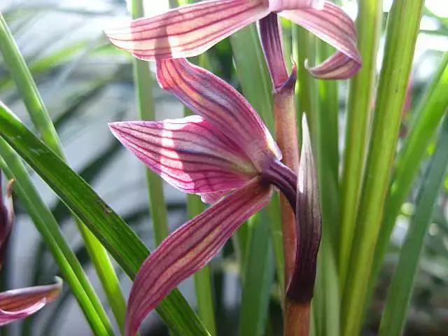 翠绿的兰草,茂盛的兰草