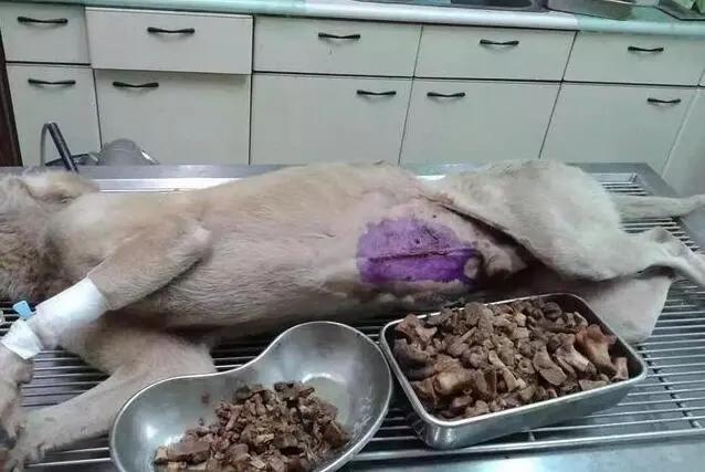 狗狗肠胃不好吃点什么食物比较好,狗狗不能吃的几种食物你了解多少