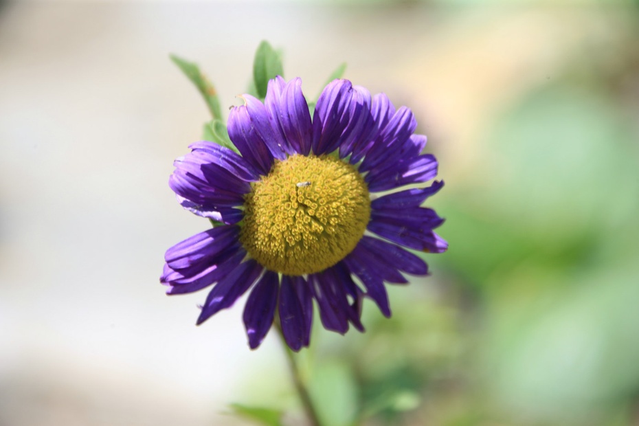 米亚罗-大美理礼县