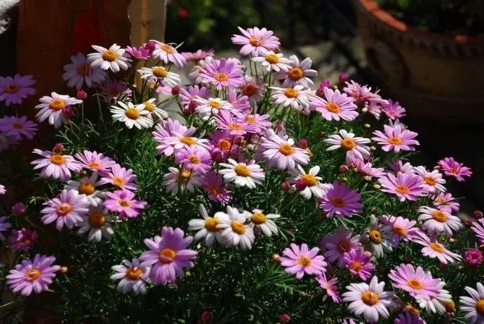 看到花的时候,不知是什么花?那就收下这份百花图谱