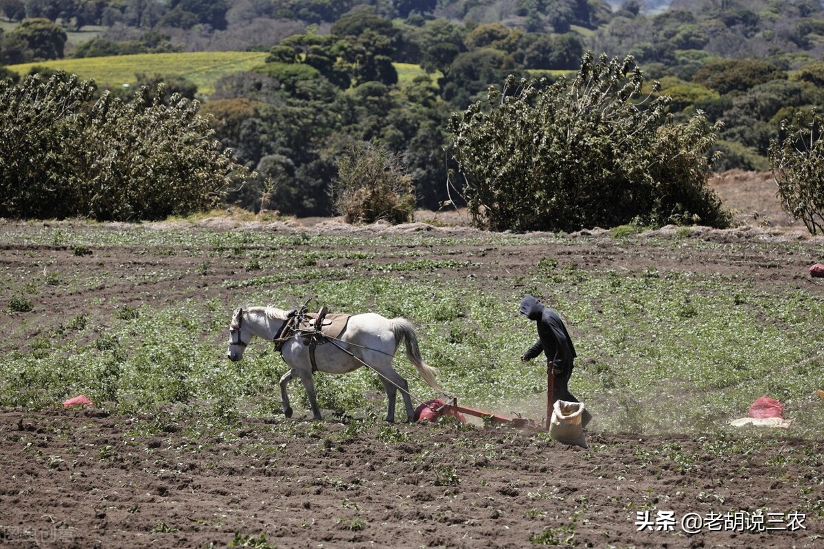 农村俗语：“枣木杆秤，柿木耙，槐木步犁打天下”，是啥意思？