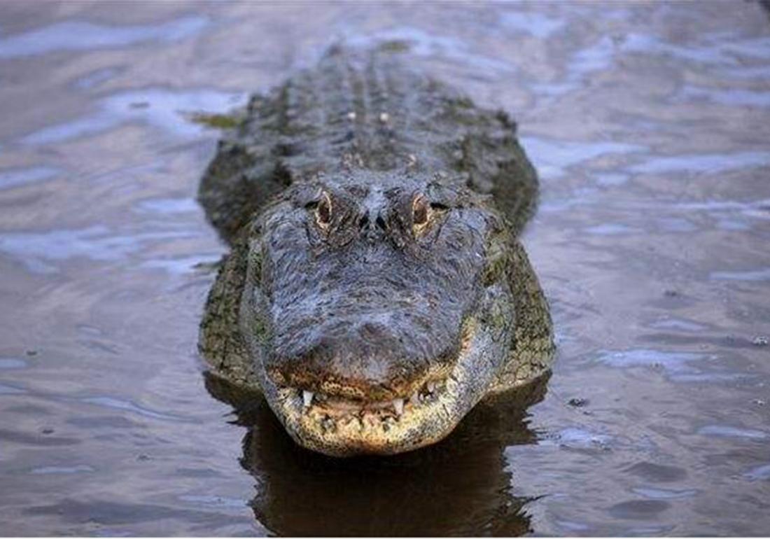 鳄鱼要怎么养殖才不犯法,鳄鱼养殖要怎么防护自身安全