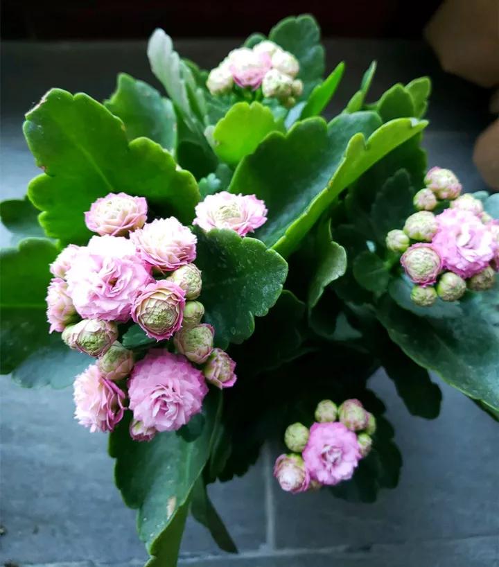 长寿花，寓意好、开花漂亮，花期长，品种多达300个