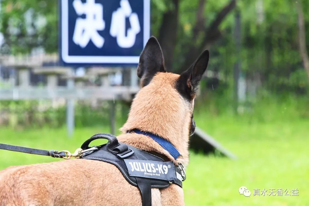我是一条警犬，我的名字叫马六