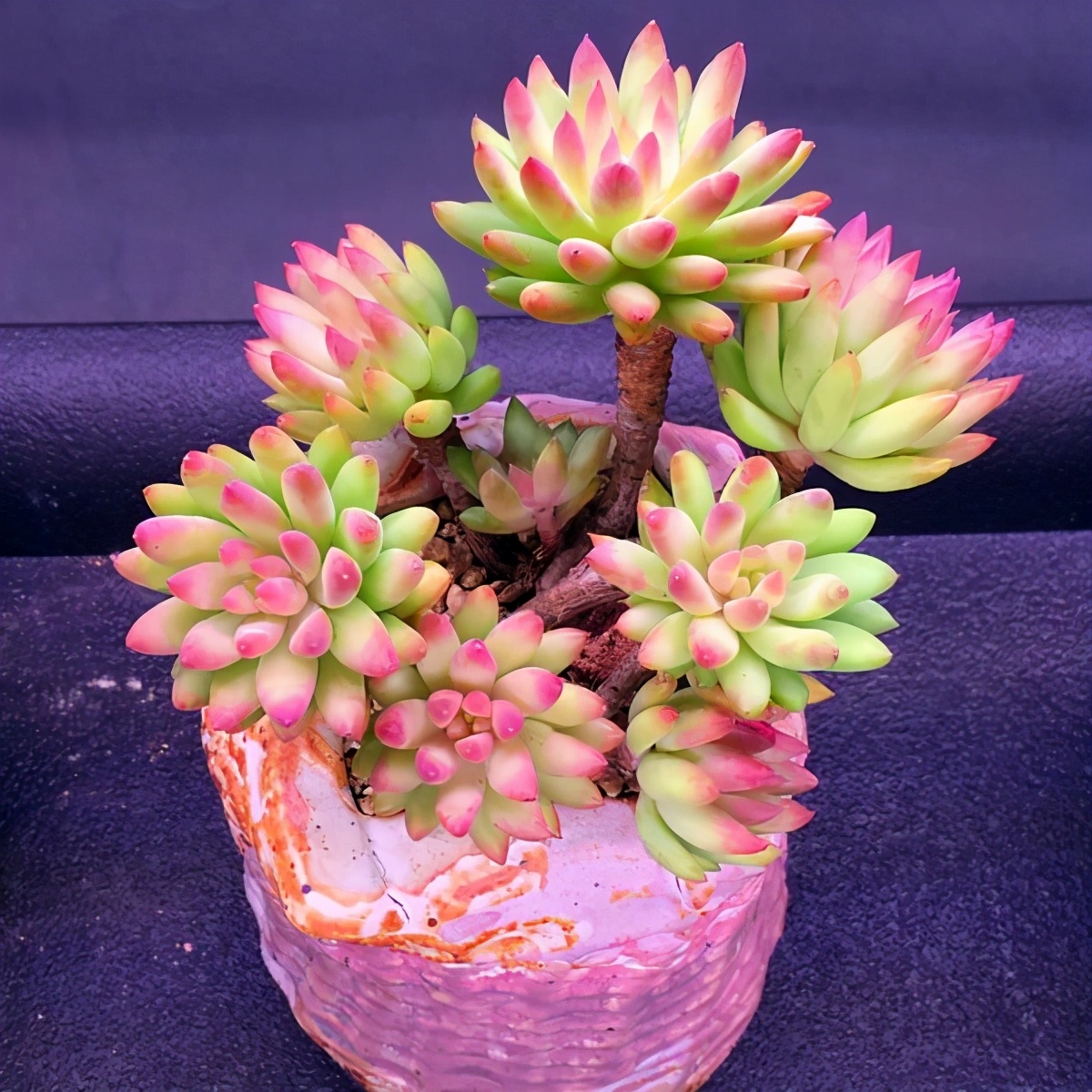 多肉容易养成老桩都有哪些品种,多肉老桩欣赏最新