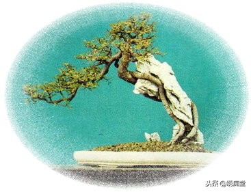 丛林式盆景欣赏,盆景欣赏及制作