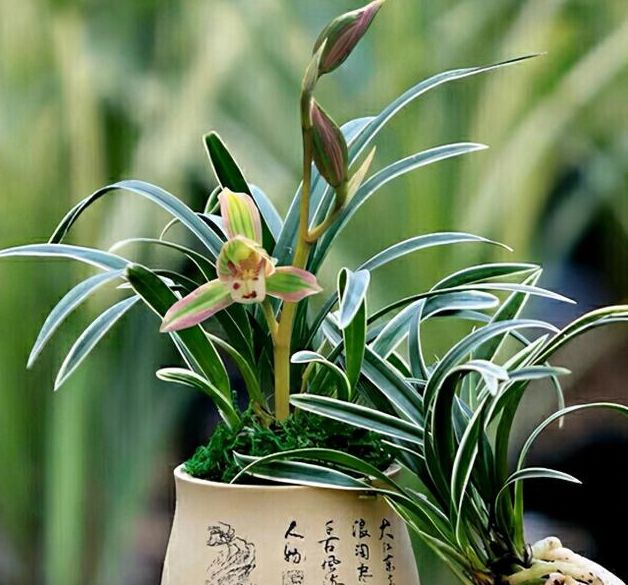 四季兰什么品种好养便宜爱开花,叶有金边的四季兰品种