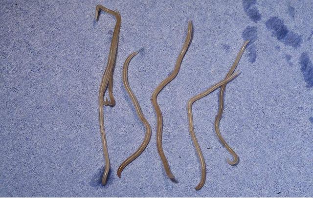 总觉得肛门痒痒有虫子一样怎么办,肛门瘙痒有虫爬怎么治