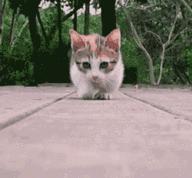 炸裂!因为一只猫,苏州人开启尖叫模式!