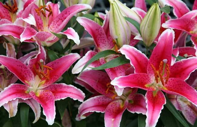 百合花怎么繁殖最快,百合花如何繁殖最好