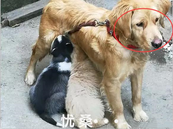 金毛正在喂奶,邻居却发现混入只不明生物,看清后直言要收费