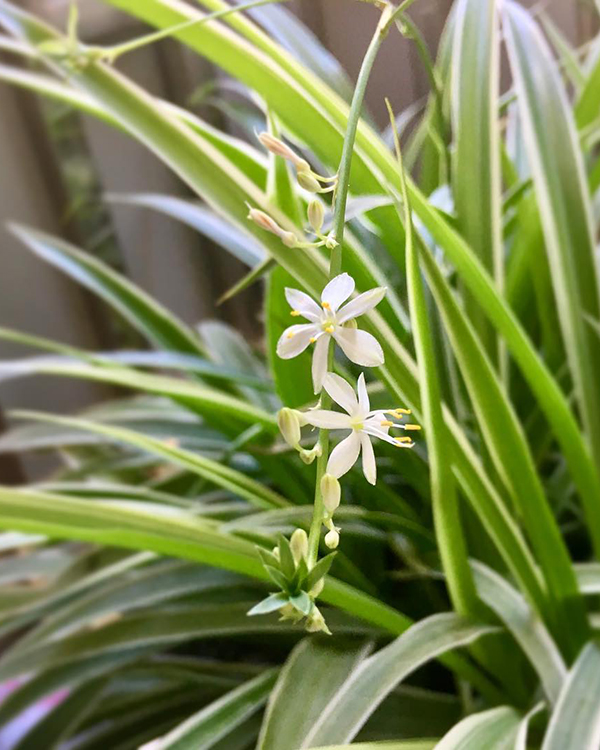 怎样才能使吊兰不黄叶和不烂根,吊兰黄叶烂叶养殖小妙招