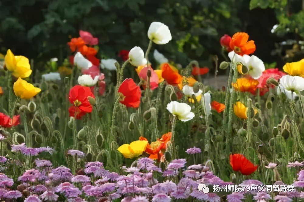 【老师去了,我每年来摩挲老师家的杨柳】