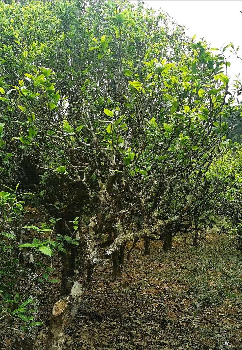 2019昔归头春古树茶价格,曼岗古树茶和昔归古树茶区别