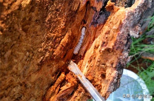 果园常见虫害防治,果树内的害虫如何治