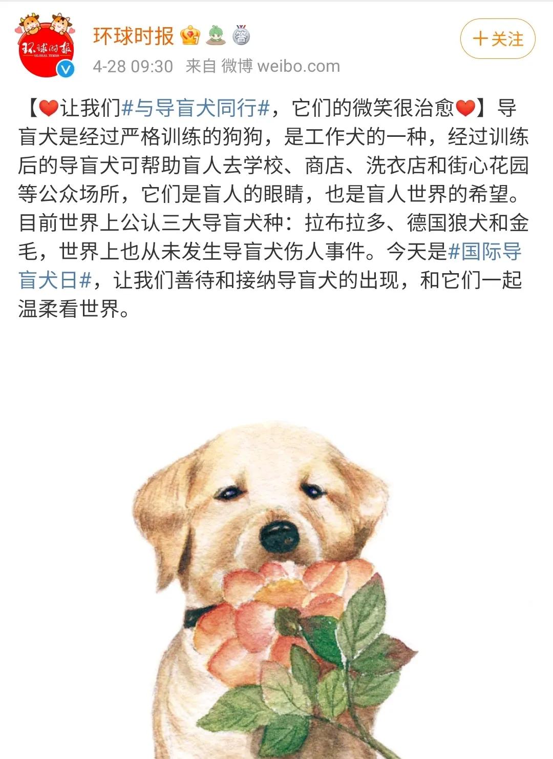 导盲犬被热议视频,导盲犬为什么被指责