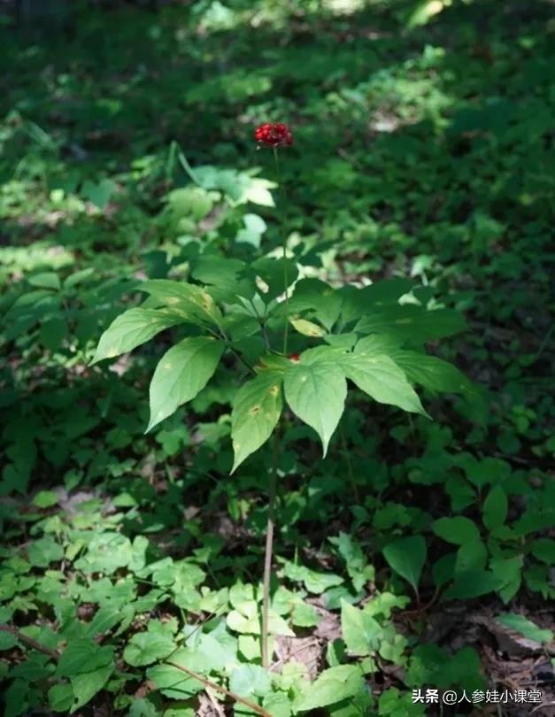 人参和野山参有什么区别图片,科普中药人参