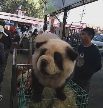 出门最适合带的狗,什么狗最合适出门带