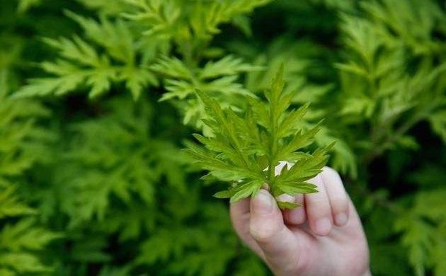 在地里烧秸秆害虫烧死一大半,在山里砍竹子用的蚊香