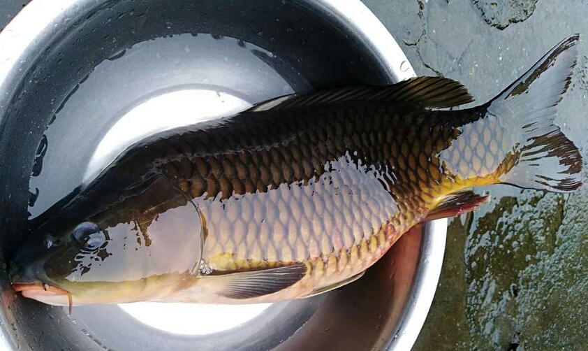 防止浮漂走水最好的方法,粗浮漂抗走水还是细浮漂抗走水