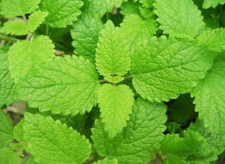 薄荷剪了一节插土里怎么活不了,薄荷剪下来直接摘能不能存活