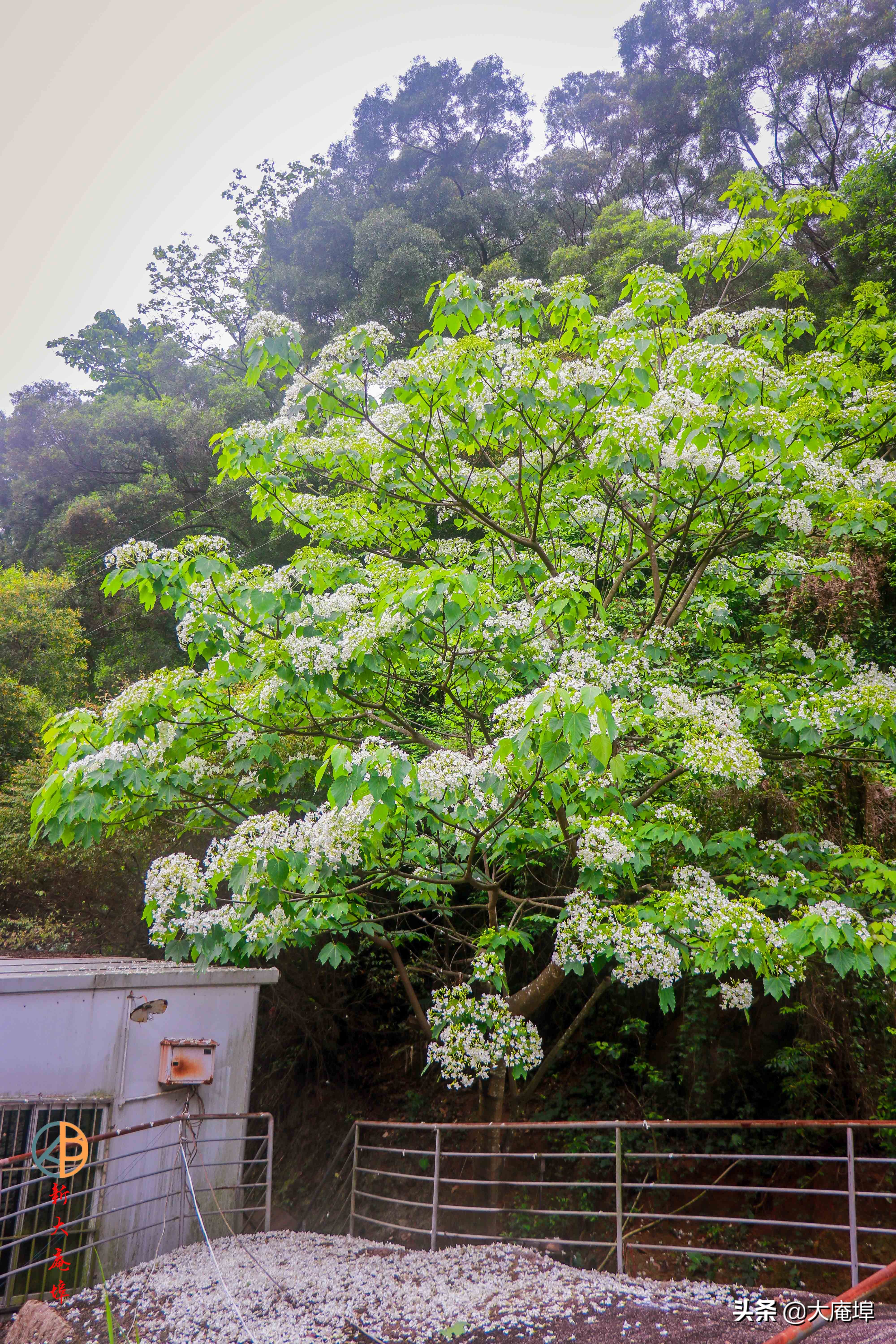 潮汕赏花一日游最佳去处,潮汕五一小众旅游推荐