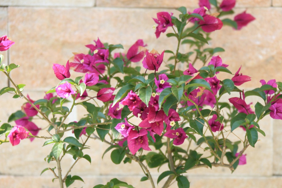 米亚罗-大美理礼县