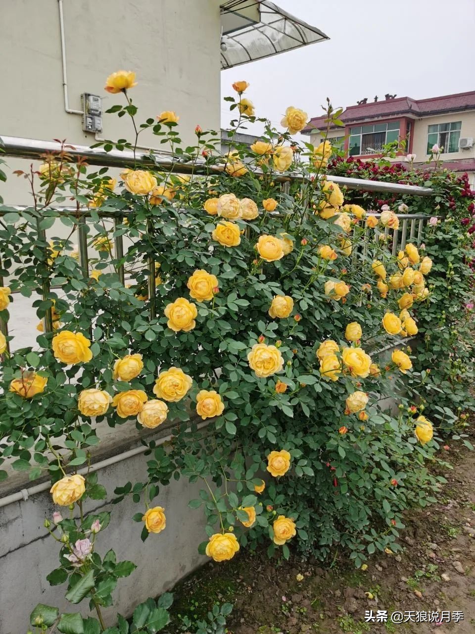 多久可以打造出一面月季花墙,月季花墙怎么养成