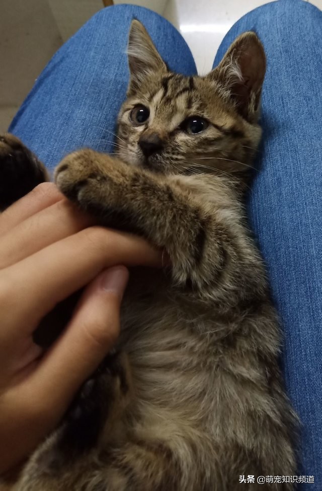 猫咪在家里到处尿尿怎么办,猫咪在家警惕性太高怎么办