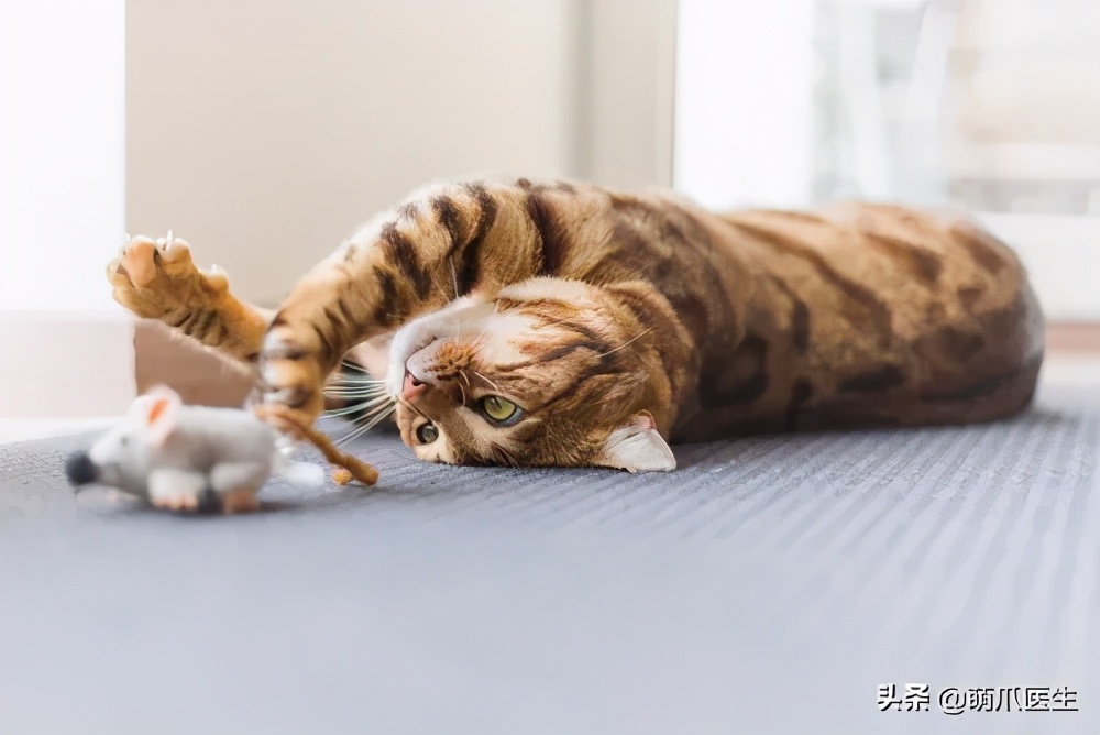 猫咪晕车吐了怎么办,猫咪晕车后呕吐了怎么办