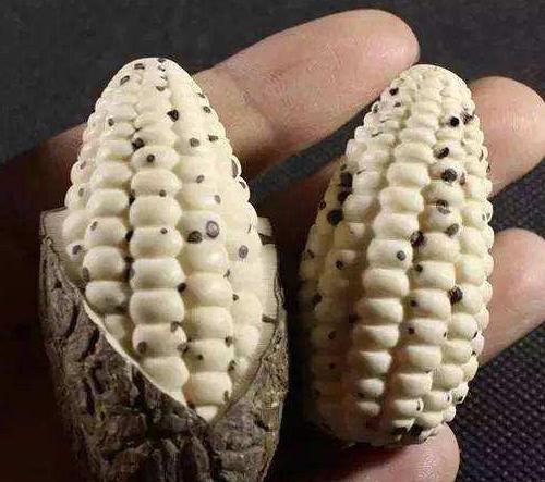 千眼菩提是怎么结的果,千眼菩提和别的菩提区别在哪