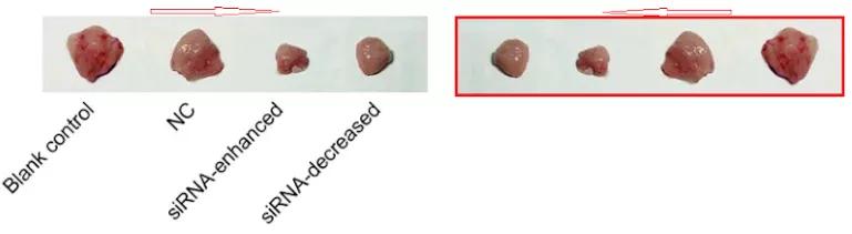 众多大佬沦陷“论文工厂”!112篇论文,55%获基金资助