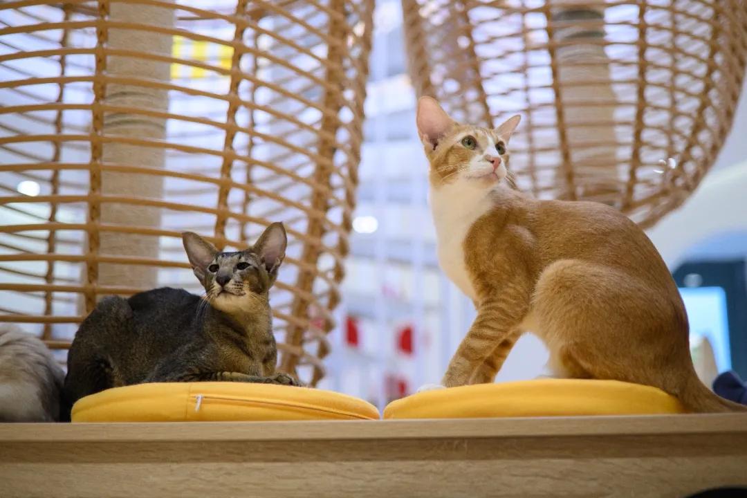 “天”作之合！天工TECHART推出全球首款康泰时G-尼康Z转接环