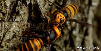 蜜蜂病虫害的防治技术,蜜蜂要怎么防治病虫害视频