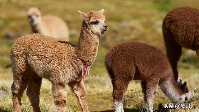 excuseme,excuseme翻译中文