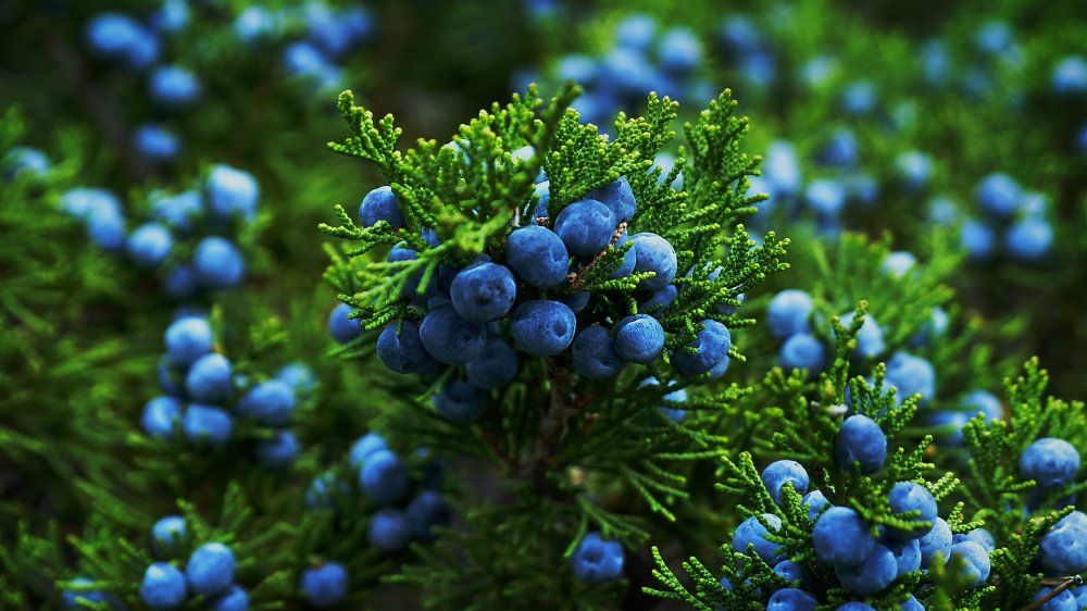 荷兰金酒怎么喝好喝,金酒一般怎么喝