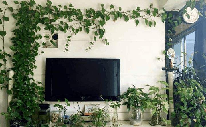 绿萝怎么养一年就能爬满墙,绿萝怎么养才能长成绿瀑布