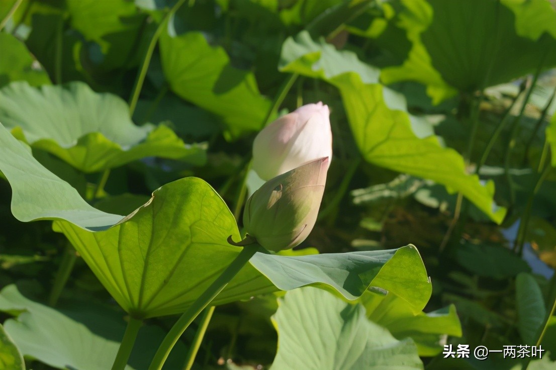 鲁西南方言杂谈-垡