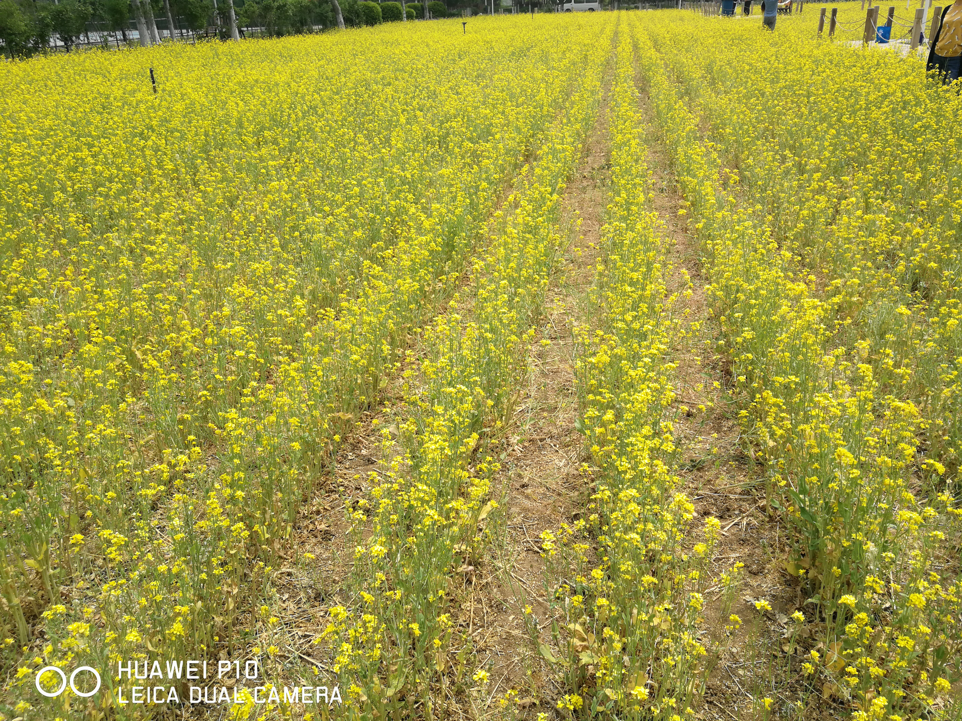 北京油菜花田风景,北京田村油菜花海全攻略