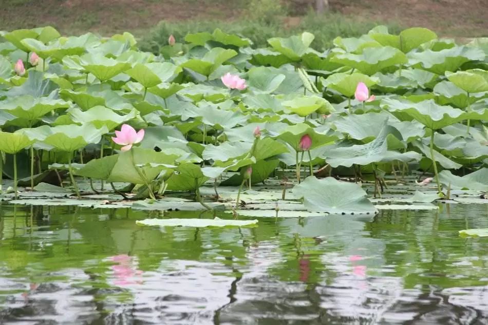 沈阳夏季赏荷旅游攻略,沈阳周边赏荷胜地