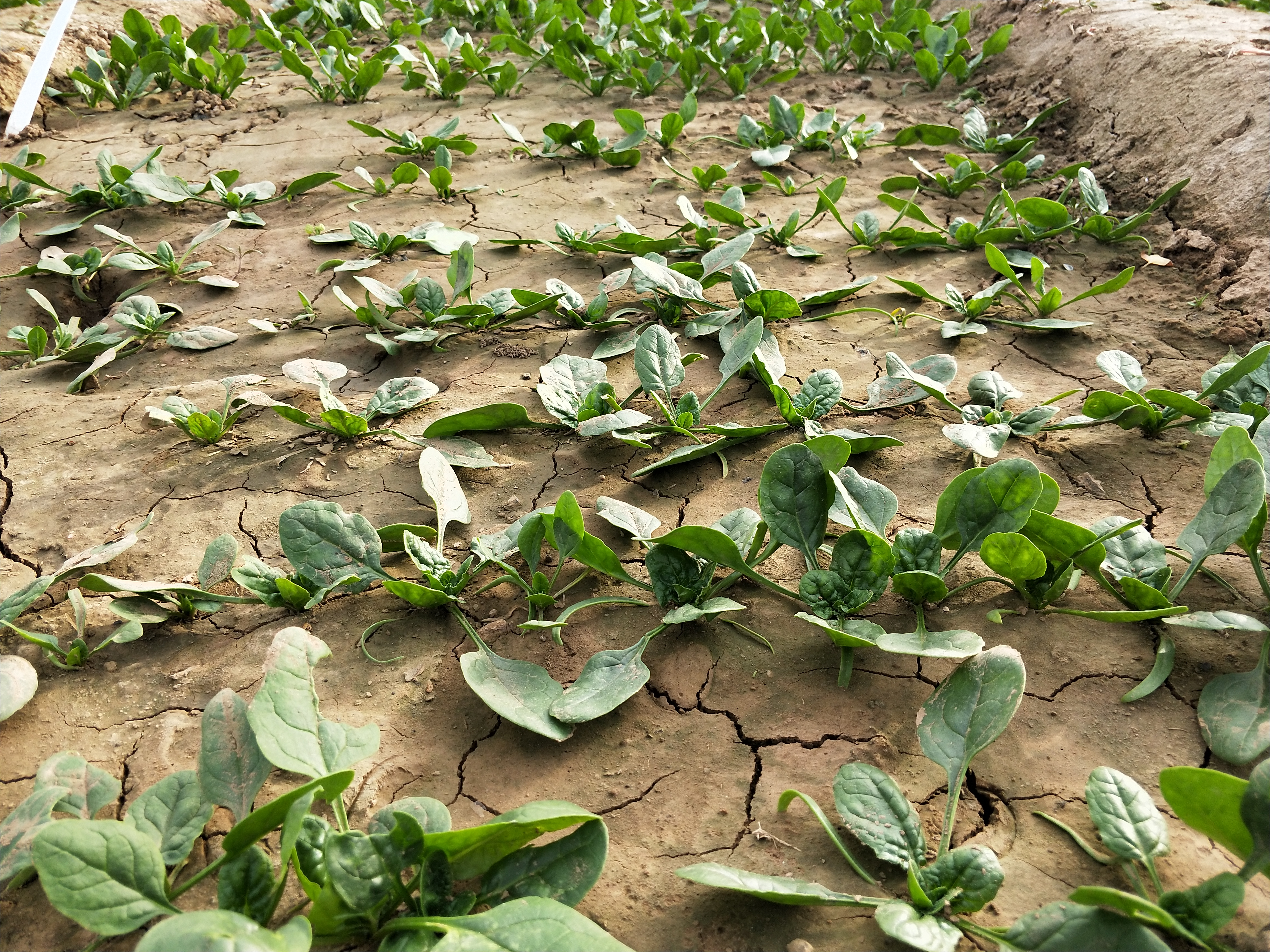大青菜出苗不好啥原因,青菜刚发芽时怎么管理
