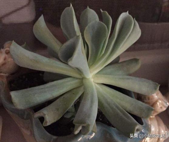 盘点6种适合秋天养的多肉,适合一年四季阳台养的多肉植物