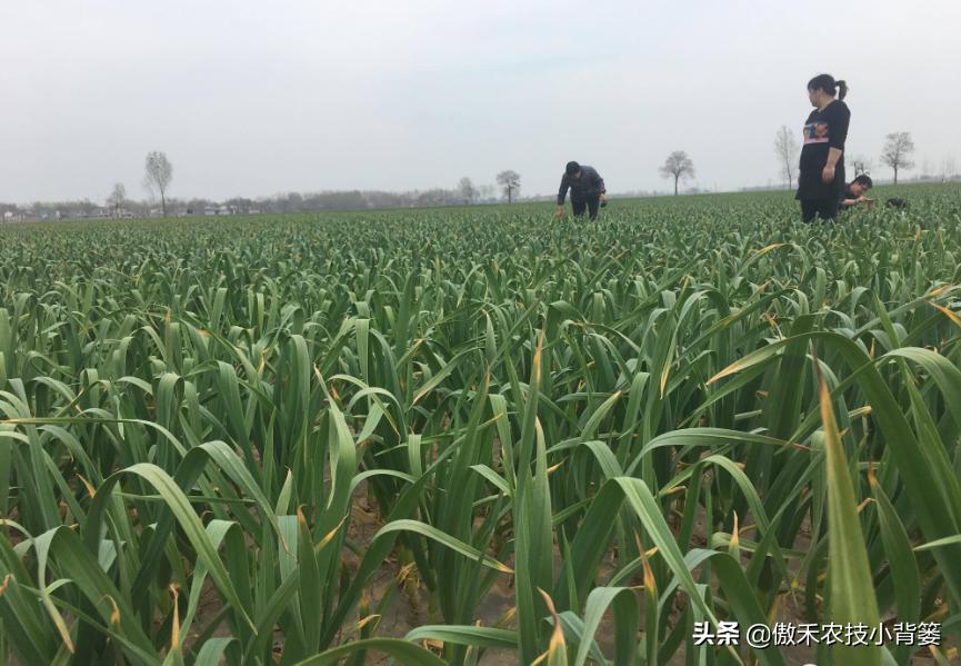 大蒜种植是人工好还是机播好,大蒜高产巧播种