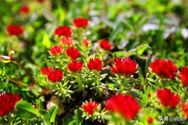 十大冻不死的绿植第一名景天,红景天延年益寿