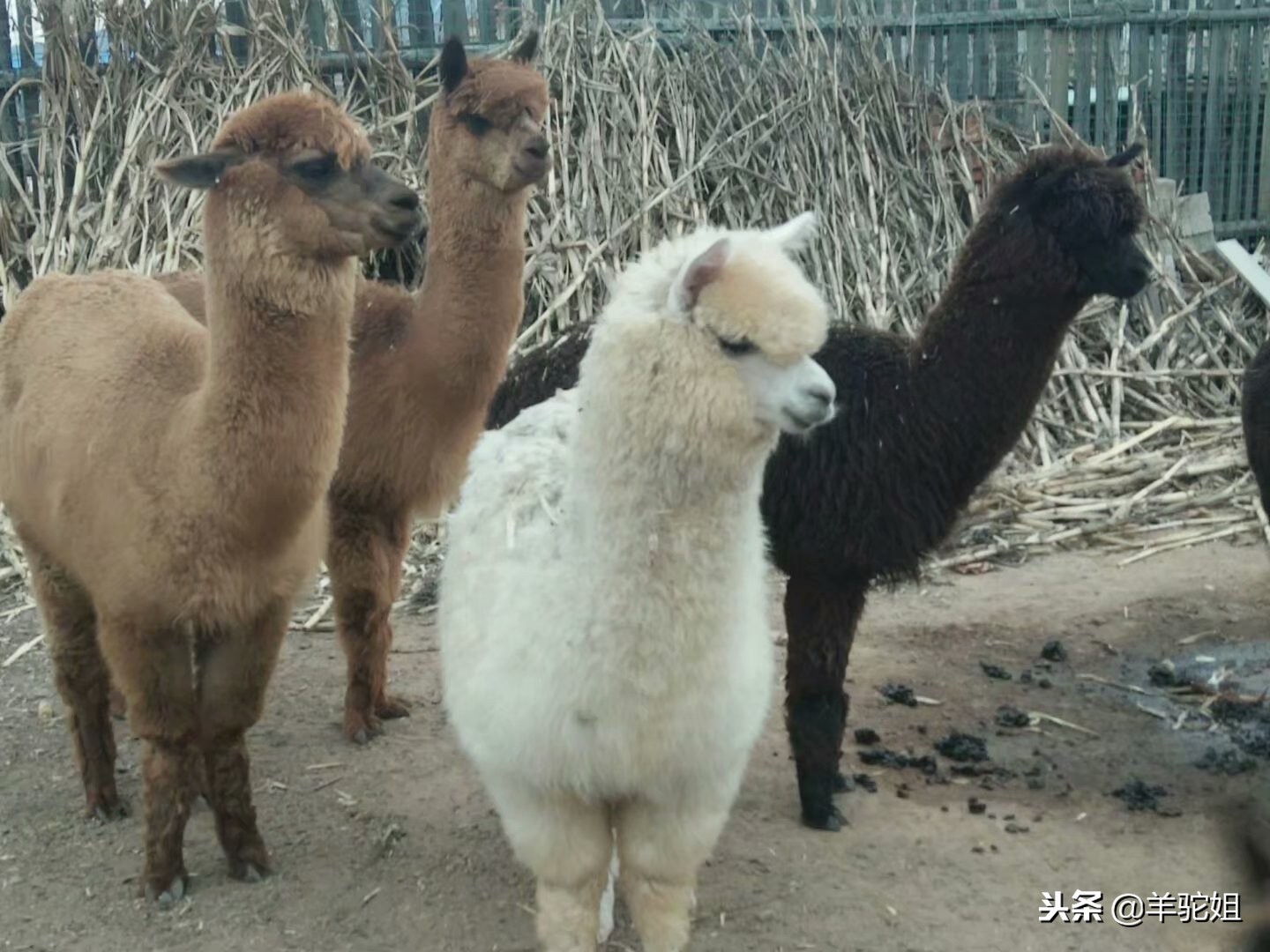 羊驼的市场价值和用途,羊驼绒毛是越长越好吗