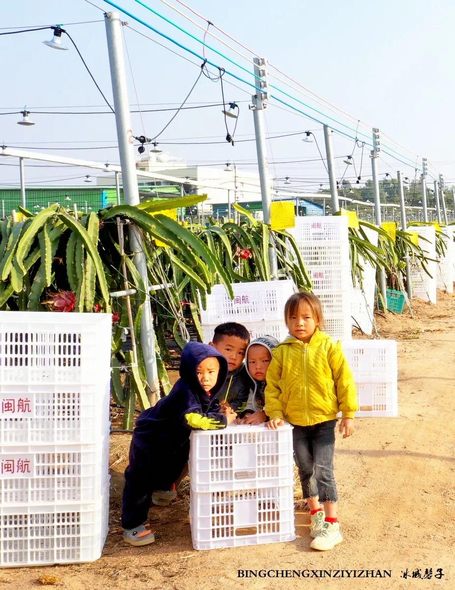 附近的火龙果采摘园海南,海南火龙果采摘