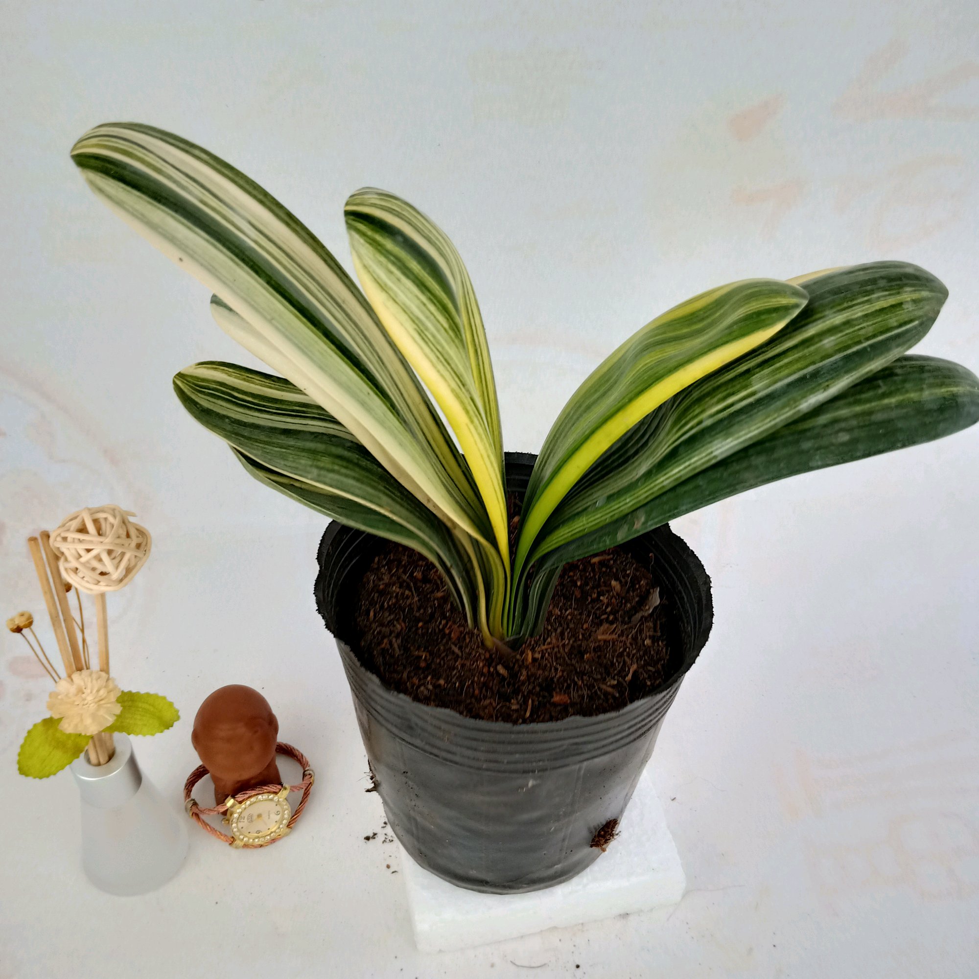 绿植滴水观音有毒吗,滴水观音有毒室内养对人有何危害