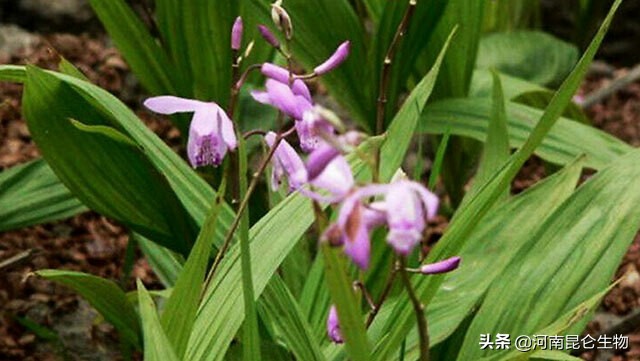 白芨叶子发黄打什么药,白芨死苗黄叶打什么农药