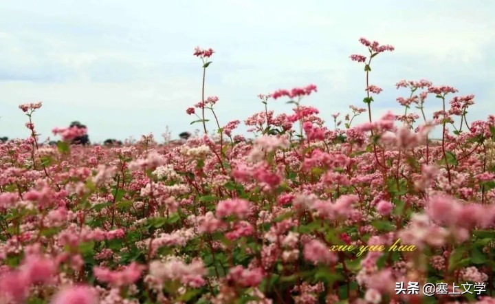 张炜散文原文,张炜散文奔腾
