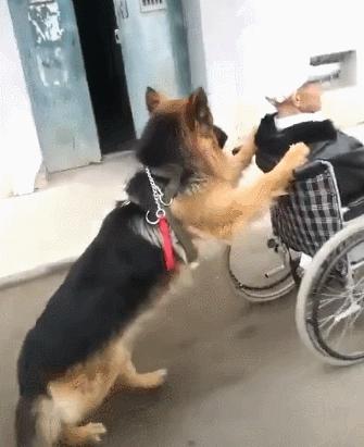 狗界“霸气”的几种狗,家里养一只,小偷不进门